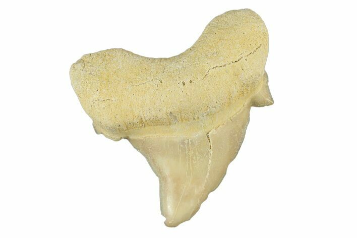 Pathological Otodus Shark Tooth - Morocco #252487